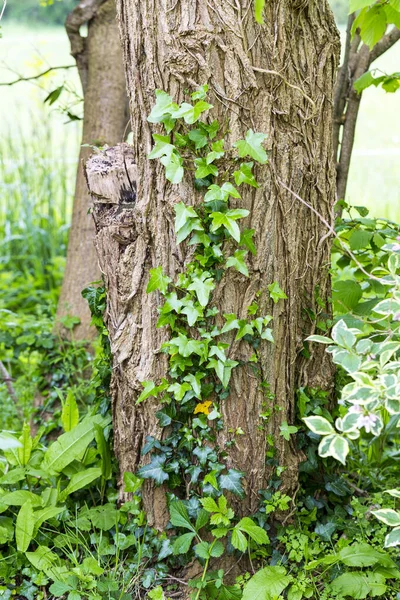 Ivy Sull Albero Disastro Piante Hai Bisogno Giardinaggio Portare Fuori — Foto Stock