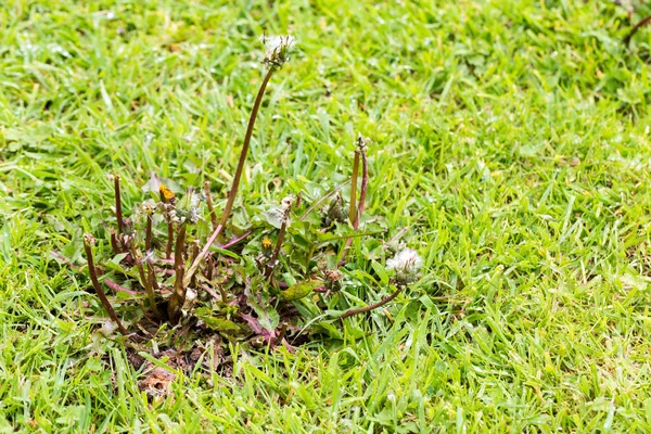 蒲公英在草地上种植杂草 需要清理它 — 图库照片