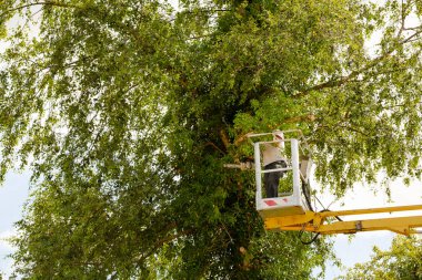 Sarı asansörde havada ağaççı adam, kontrollü sepet, ellerinde elektrikli testereyle ölü kiraz ağacı kesiyor. Tarım ve güvenlik işi kavramı
