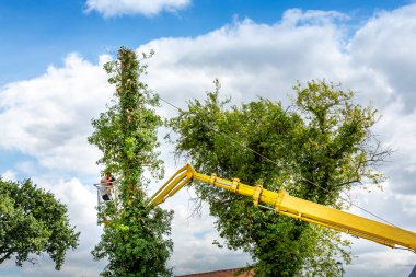 Havada iki ağaççı var, bulutlu gökyüzü, sarı asansörde, kontrollü sepet, ellerinde elektrikli testereyle ölü kiraz ağacı kesiyorlar. Tarım ve güvenlik işi kavramı