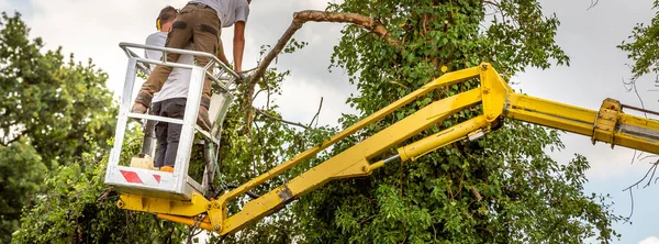 Dois Homens Arboristas Céu Nublado Elevador Amarelo Cesta Com Controles — Fotografia de Stock