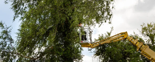 Arborista Férfi Levegőben Sárga Liftben Kosár Vezérléssel Levágott Cseresznyefa Láncfűrésszel — Stock Fotó