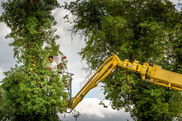 Két Favágó Levegőben Felhős Sárga Lifttel Kosár Vezérléssel Levágott Cseresznyefával — Stock Fotó