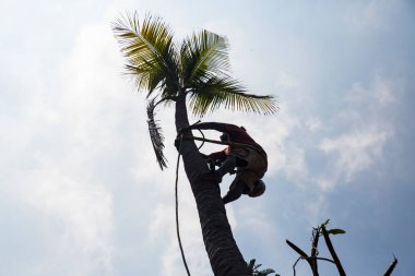 Elinde testereyle hindistan cevizi ağacını kesen tanımlanamayan ağaççı siluet adam. Tarım tahribatı ve tehlikeli iş kavramı