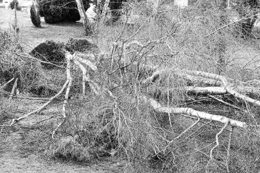 Güçlü kasırga ve kanat fırtınasından sonra bahçede beş büyük huş ağacı devrildi. Fransa Avrupa 'daki sigorta şirketi için felaket. Siyah beyaz resim