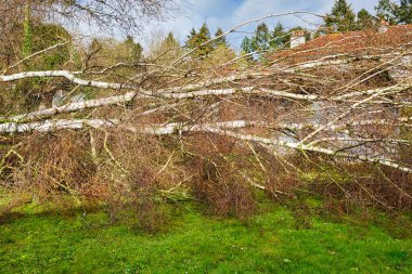 Güçlü kasırga ve kanat fırtınasından sonra bahçede beş büyük huş ağacı devrildi. Fransa 'daki sigorta şirketi Avrupa' da felaket.