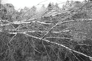 Güçlü kasırga ve kanat fırtınasından sonra bahçede beş büyük huş ağacı devrildi. Fransa Avrupa 'daki sigorta şirketi için felaket. Siyah beyaz resim