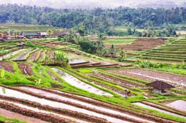 Tegallalang 'daki teras pirinç tarlaları, Bali' deki Ubud, Endonezya.