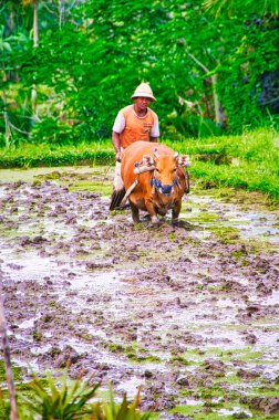 UBUD, BALI, İNDONEZYA - Şubat 2019. Pirinç tarlasında bizonlarla çalışan kimliği belirsiz Endonezyalı çiftçi pirinç tarlasını hazırlamak için. Çamur ve suda çok sıkı çalışma.