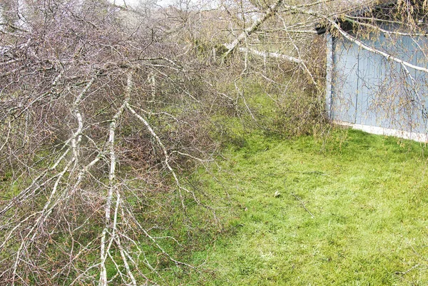 Närbild Fem Stora Björkar Nedskjutna Trädgården Trä Grå Garage Tak — Stockfoto