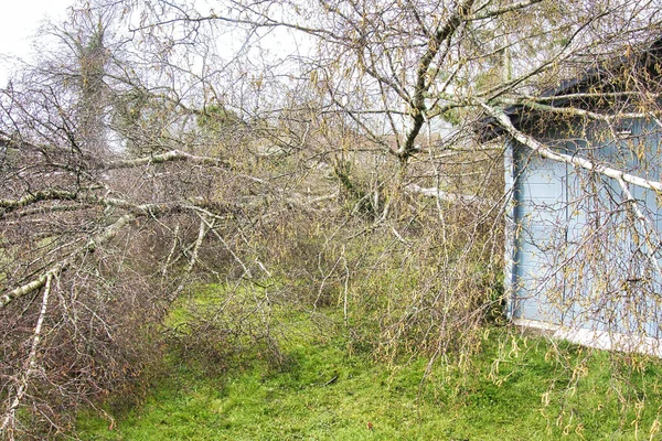 Närbild Fem Stora Björkar Nedskjutna Trädgården Trä Grå Garage Tak — Stockfoto