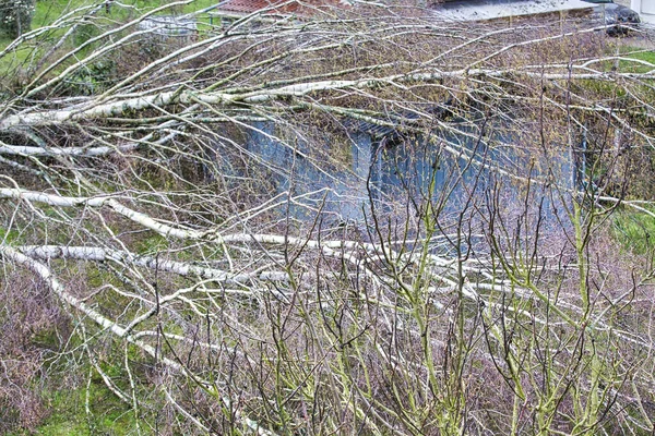 Vicino Cinque Grandi Betulle Sono Abbattuti Giardino Tetto Garage Grigio — Foto Stock