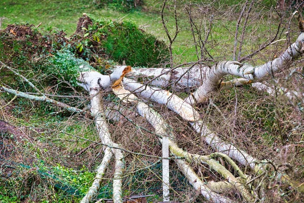 Närbild Fem Stora Björkar Nedskjutna Trädgården Efter Stark Tornado Och — Stockfoto