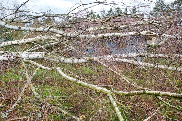 Close Five Big Birch Trees Downed Garden Strong Tornado Wing — Stock Photo, Image