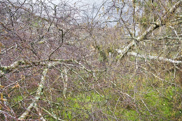 그루의 자작나무는 폭풍과 정원에서 쓰러졌다 프랑스 유럽의 회사에 — 스톡 사진