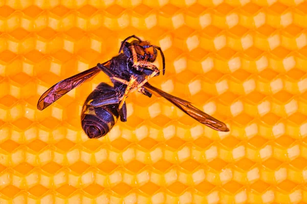 Imagem Macro Vespas Asiáticas Mortas Uma Nova Moldura Laranja Amarela — Fotografia de Stock