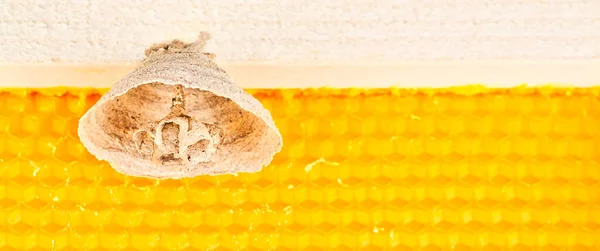 아시아 매크로 사진은 죽음에 책임이 새로운 노란색 둥지를 프랑스의 생태계 — 스톡 사진