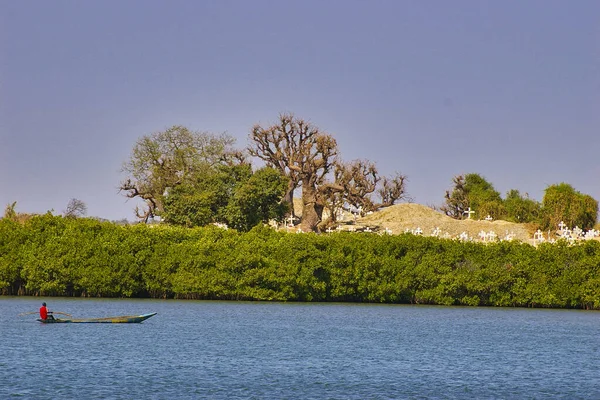 在塞内加尔的红树林 是游客乘船游览的好地方 — 图库照片