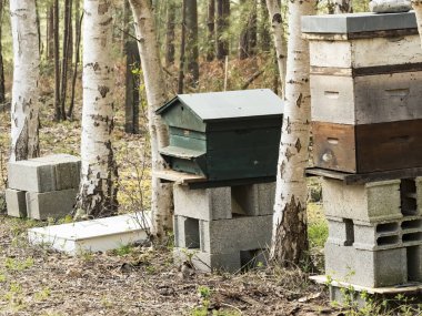 Ormandaki arıların olduğu geleneksel ahşap arı kovanları, yatay fotoğraf.