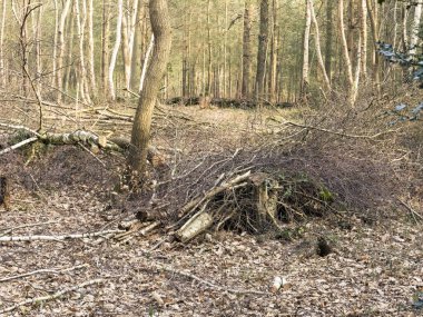 Fransa 'da, sonbahar mevsiminin sonunda bir ormanın içindeki küçük bir derede devrilen ağaçların ayrıntıları.