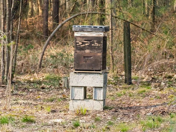 Sarang Lebah Kayu Dengan Lebah Dalam Kandang Lebah Hutan Foto — Stok Foto