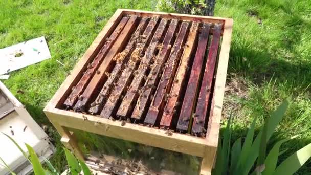 Interiör bikupa kam i trädgården med gräs — Stockvideo