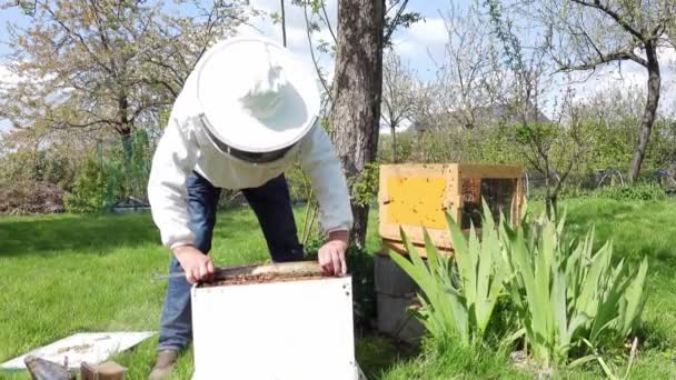 Včelař kontrolující zdraví včelího úlu na zahradě. Autentická scéna v přírodě — Stock video