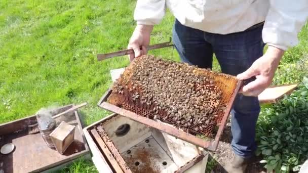 Biodlaren kontrollerar bikupans hälsa i trädgården. Autentisk scen i naturen — Stockvideo