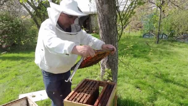 Μελισσοκόμος ελέγχει την υγεία των μελισσών κυψέλη στον κήπο. Αυθεντική σκηνή στη φύση — Αρχείο Βίντεο