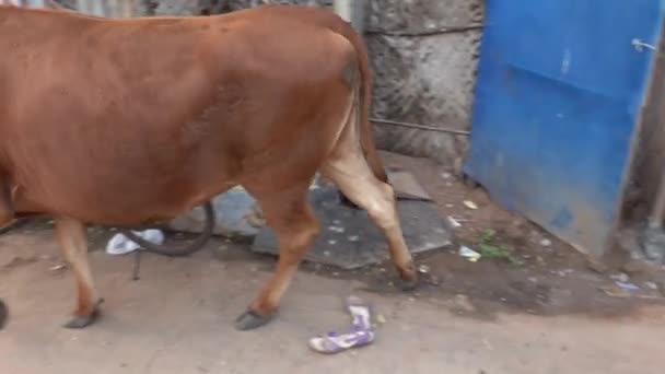 PUDUCHERRY, INDIA - NOVEMBER Circa, 2019. 신성 한 갈색 소가 가난 한 마을의 거리를 걷고 있습니다. 인도 문화 — 비디오