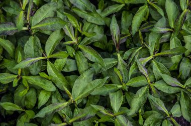 Güzel doğa arka plan. Sibirya Tasarımlarınız için bahçe yeşil yaprakları