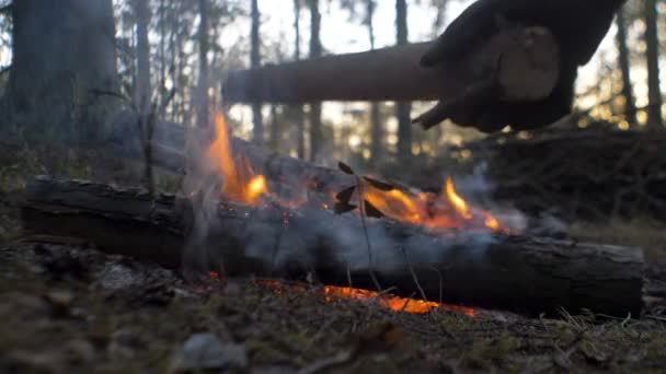 Ogień w lesie sosnowym o zachodzie słońca — Wideo stockowe