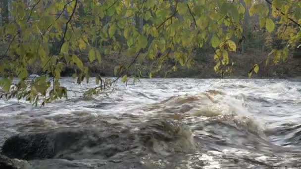 Rivière avec rapides dans la forêt d'automne — Video