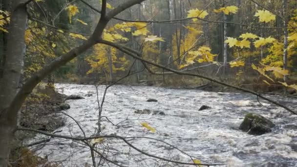 Rivière avec rapides dans la forêt d'automne 