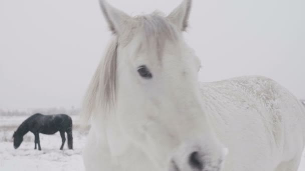 雪の降る冬のフィールドに立っている白い馬 — ストック動画