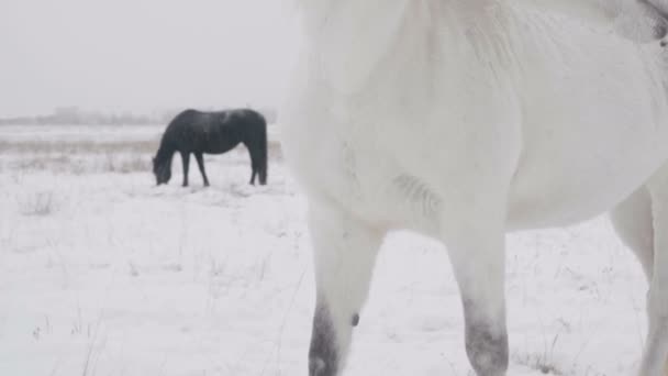 Άσπρο άλογο στέκεται σε ένα χειμώνα χιονισμένο πεδίο — Αρχείο Βίντεο
