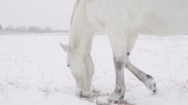 Vita hästen står i en snöig vinter fält — Stockvideo