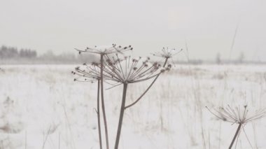 Karlı bir günde kış orman arka plan üzerinde büyük kar kapaklar ile Kuru ot