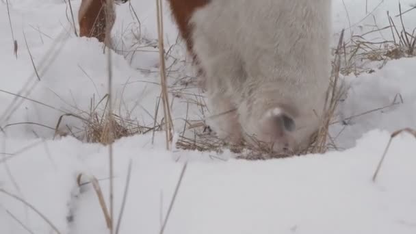 Лошади разных пород пасутся на зимнем снежном поле, идет снег — стоковое видео