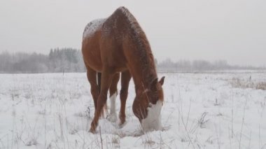 Farklı doğurmak sıyrık kış kar alanda atların, kar yağıyor