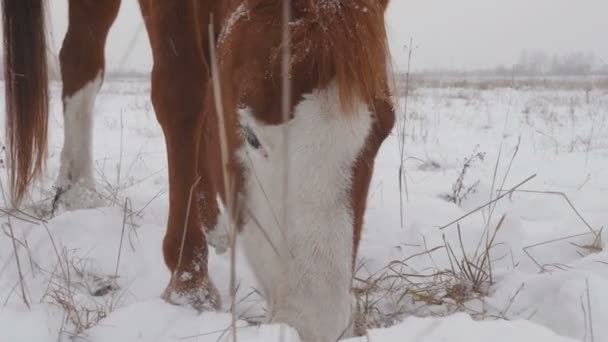 Cavalos de raças diferentes pastam no campo de neve de inverno, está nevando — Vídeo de Stock