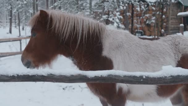 Cavalo de pônei pastando na fazenda no inverno . — Vídeo de Stock