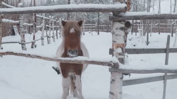 Hästar Olika Raser Betar Fältet Vinter Snö Det Snöar — Stockvideo