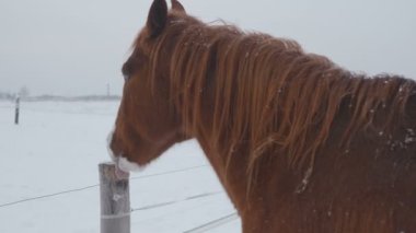 Farklı doğurmak sıyrık kış kar alanda atların, kar yağıyor