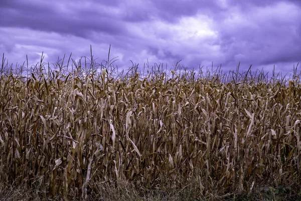 Natur Und Farben Des Erstaunlichen Landes Russland Berge Und Felder — Stockfoto