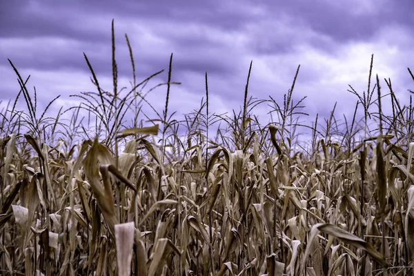 Natura Kolory Niesamowite Kraju Rosji Góry Pola Zróżnicowane Wielobarwne Kraju — Zdjęcie stockowe