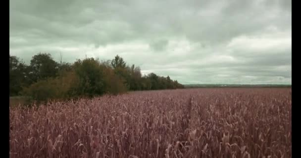 Поле Русское Поле Небо Лес Природа Россия Кукурузой — стоковое видео