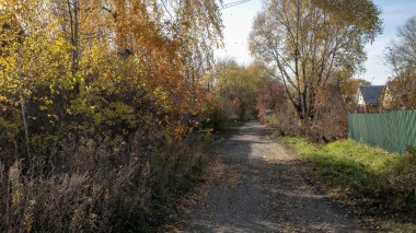 Altın Sonbahar. Ormandaki sonbahar