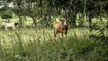 Yolun ormanda, ananas ve tabii ki, renkleri tam ihtişamı. Meksika Gizemler ve göksel sevindirdi bir ülkedir