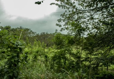 Yolun ormanda, ananas ve tabii ki, renkleri tam ihtişamı. Meksika Gizemler ve göksel sevindirdi bir ülkedir